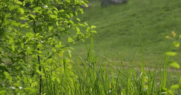 Gras, Halme, junger Baum, Hügel, Zeitlupe — Stockvideo