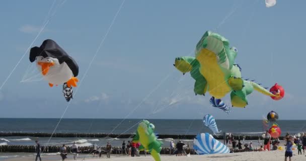 ペンギン凧、国際凧祭りの期間中、ポーランド、ウエバの空に 2 つのワニと多く他の凧. — ストック動画