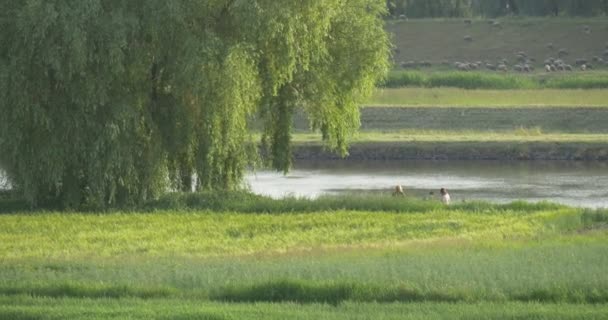 Folk svømmer i dammen i nærheten av Meadow. – stockvideo