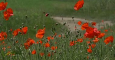 Kırmızı Haşhaş, Papaver, Çiçekler, Tarla Ve Yol, Yol