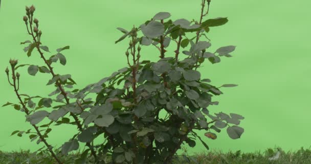 Red Rose Bush, Flores vermelhas, Rosas — Vídeo de Stock