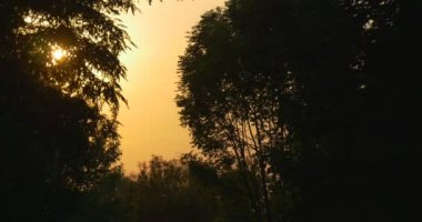 Ağacın arkasındaki turuncu, sarı günbatımı ' sarı siluet, dalları, gökyüzü