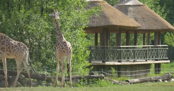 2つのキリンとホベル、公園 — ストック動画