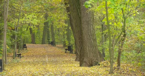 Puste ławki w parku aleja samotność Lonelyness zachmurzony dzień wietrznie spadł żółty liście są na ziemi spadek jesienią na zewnątrz — Wideo stockowe