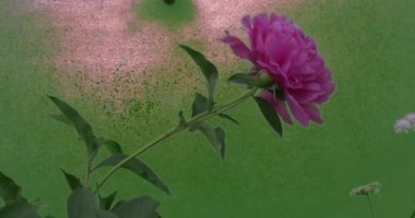 Pembe Şakayık çiçeği Bush çim yeşil yaprakları bitkiler