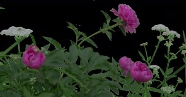 Pembe Şakayık çiçeği Bush çim yeşil yaprakları bitkiler