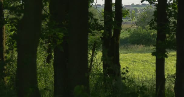 Árvores, Floresta, Grove em dia ensolarado, Pessoas passando por — Vídeo de Stock