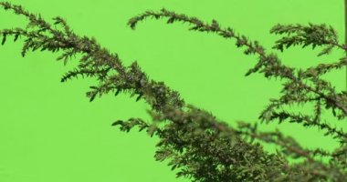 Dikenli iğneler yeşil bitkiler çalılar çimen yaprakları çiçek dalları chromakey yeşil ağaçlar ile şube