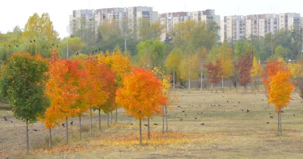 Pájaros cuervos negros vuelan en el parque de árboles rojos y amarillos delgados jóvenes Parque en casas residenciales de varios pisos Día nublado en otoño al aire libre — Vídeos de Stock