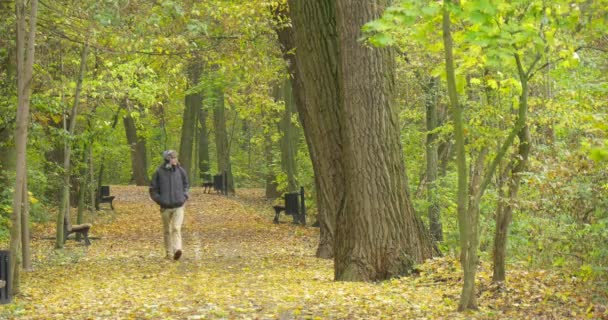 Hombre en caliente sombrero de Ushanka con aletas de piel del oído El turista está caminando hacia Park Alley Bancos vacíos a lo largo de los árboles del camino Hojas amarillas caídas Otoño — Vídeos de Stock