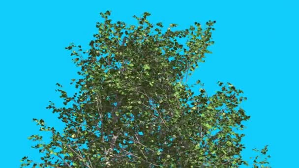 La cima del árbol de abedul del río se balancea en el viento Las hojas verdes del árbol ondean la corona en verano Animación generada por computadora Hecho en el estudio — Vídeo de stock