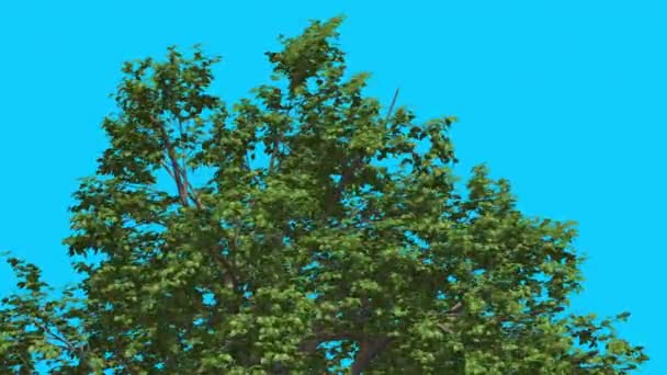 Broadleaf Top of Tree is Swaying at Strong Wind Green Tree Leaves Are Fluttering Crown in Summer Computer Generated Animation Made in Studio — Stock Video