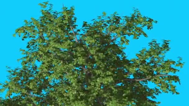 Broadleaf Top of Tree è ondeggiante al vento Green Tree Leaves Are Fluttering Crown in Summer Computer Generated Animation Made in Studio — Video Stock