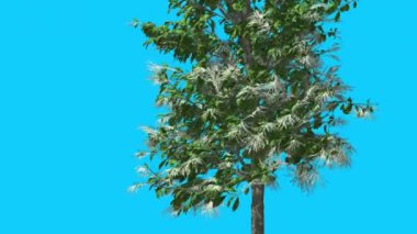 Sourwood Inflorescences Tree Rüzgar Yeşil Ağaç Yaprakları De Sallanan Bahar Bilgisayar Oluşturulan Animasyon Studio Made To Fluttering are