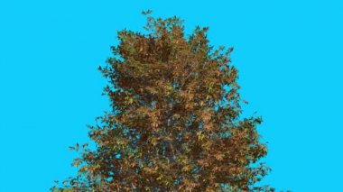 Shingle Meşe İnce Ağacın Tepesi Sargısarı Ağaç Yaprakları Swaying Olduğunu Güz Windy Day Bilgisayar Oluşturulan Animasyon Stüdyo'da Yapılan Fluttering Crown mı