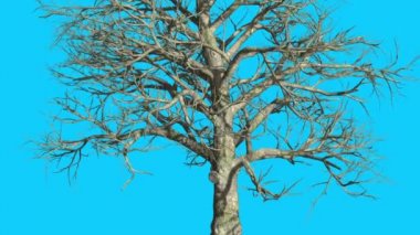 Güney Manolya Ağacı Rüzgar Dalları Hiçbir Yaprak Swaying Kış Sonbahar Sonbahar Bilgisayar Oluşturulan Animasyon Studio Made Swaying olduğunu