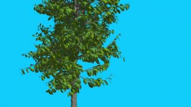 Sourwood İnce Ağaç Rüzgar Yeşil Ağaç Yaprakları At Sallanan Yaz Bilgisayar Oluşturulan Animasyon Studio Made To Fluttering are