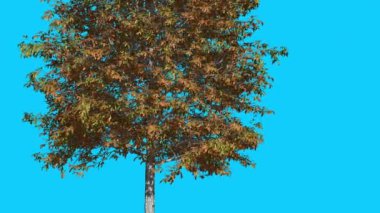 Shingle Meşe İnce Ağaç Rüzgar Sarı Ağaç Yaprakları De Sallanan Sonbahar Bilgisayar Oluşturulan Animasyon Studio Made To Fluttering are