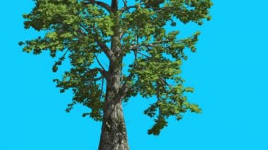 Sassafras Ağacı Rüzgar Yeşil Ağaç Yaprakları At Sallanan Yaz Bilgisayar Oluşturulan Animasyon Studio Made In Lower Dalları Fluttering mı