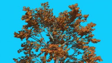 Sassafras Ağacın Tepesi Rüzgar Sarı Ağaç Yaprakları Sallanan Sonbahar Sonbahar Bilgisayar Oluşturulan Animasyon Stüdyo'da Yapılan Fluttering Crown mı