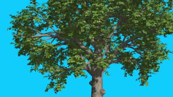 Broadleaf Tree sta ondeggiando al vento Green Tree Leaves Are Fluttering Crown in Summer Computer Generated Animation Made in Studio — Video Stock