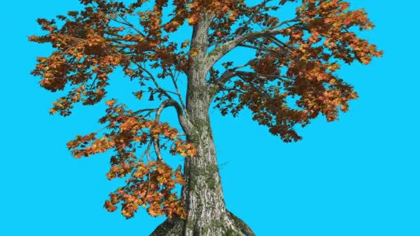 El árbol de Sassafras se balancea en el viento Las hojas amarillas del árbol están ondeando la corona en otoño Animación generada por computadora hecha en el estudio — Vídeo de stock