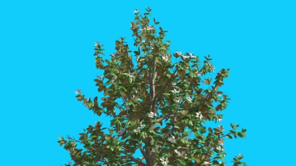 Südlichen Magnolienblüten Spitze des Baumes schwankt windig grünen Baumblättern flattern Krone im Frühling Computer generierte Animationsstudio — Stockvideo