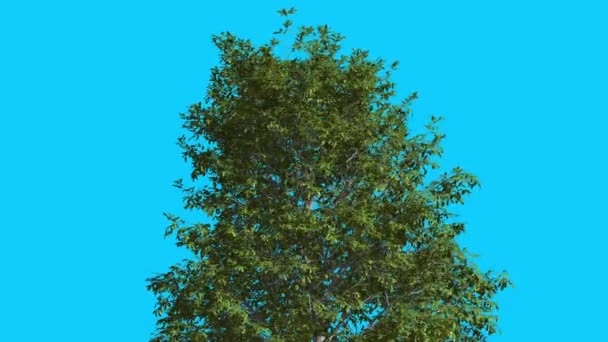 La parte superior del árbol del roble de la teja se balancea en el viento Las hojas verdes del árbol están agitando la corona en verano Animación generada por computadora Hecho en el estudio — Vídeos de Stock