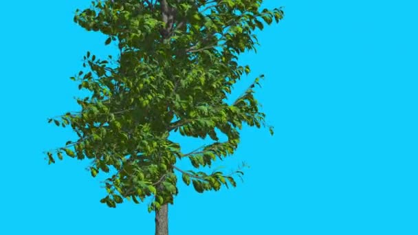 Sourwood vékony fa van imbolygott a szél zöld fa levelek csapkodott Crown nyári számítógéppel generált animáció Made in Studio
