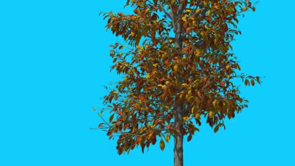 Sourwood vékony Trunk Tree imbolygott a szél sárga fa levelek fluttering Crown Fall őszi számítógéppel generált animáció Made in Studio — Stock videók