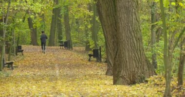 Park alan adam döşeli yolda geri görünüm tezgahları yol yeşil ağaçlar düşen yapraklar boyunca yere bulutlu sonbahar günü açık havada çalışır