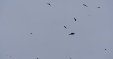 Gökyüzü bulutlu sonbahar gün gri gökyüzü açık havada Opole Polonya'da siyah kuşlar uçar kargalar sürü