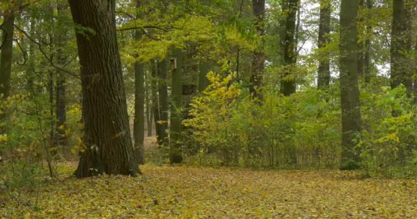 Площа лісопарку дерева впав листя на землі зелені дерева кущі вітер шумить листя сірий небо хмарно осінній день на відкритому повітрі — стокове відео