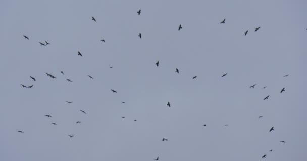 A nyáj varjak fekete madarak repülni az ég felhős őszi napon szürke égbolt szabadban Opolskie Lengyelország — Stock videók