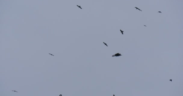 Un troupeau de corbeaux Oiseaux noirs volent dans le ciel Nuageux Automne Gris Ciel Extérieur Opole Pologne — Video