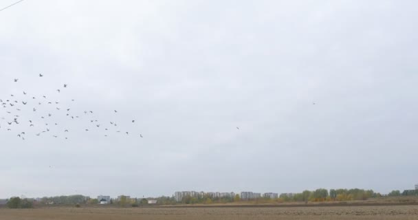 Lote vazio de terra pássaros de grama seca voam no céu edifícios residenciais e árvores no fundo céu cinza dia de outono nublado — Vídeo de Stock