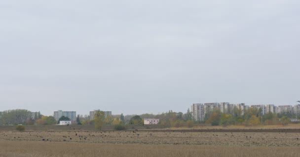 Champ Herbe sèche Oiseaux volent du sol troupeau de corbeaux volent dans le ciel d'automne Bâtiments et arbres sur l'arrière-plan Paysage urbain Paysage — Video
