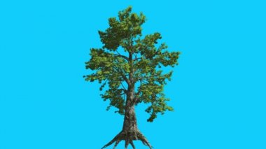 Sassafras Tree Rüzgar Yeşil Ağaç Yaprakları At Sallanan Yaz Kökleri Bilgisayar Oluşturulan Animasyon Studio Made to Fluttering are