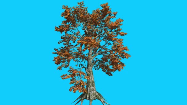 Sassafras Tree se balance au vent Les feuilles d'arbre jaune flottent Couronne à l'automne Animation générée par ordinateur Fabriqué en studio 