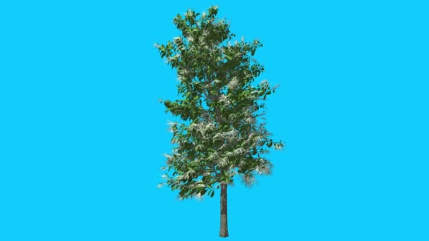 花序のあるサワーウッドツリーは、風の強い緑の木の葉が揺れる風の緑の木は、スタジオで作られた春のコンピュータ生成アニメーションでクラウンを揺らしています — ストック動画