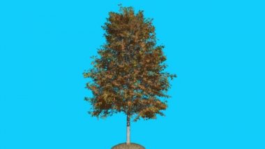 Shingle Meşe Ağacı Rüzgar Sarı Ağaç Yaprakları De Sallanan Sonbahar Bilgisayar Oluşturulan Animasyon Studio Made To Fluttering are