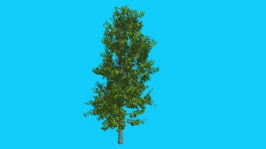 Sourwood ağacıdır Swaying Rüzgar yeşil ağaç yaprakları vardır çırpınan Crown yaz bilgisayar oluşturulan animasyon yapılmış Studio içinde