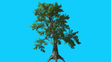 Sassafras ağacıdır Swaying güçlü Rüzgar yeşil ağaç yaprakları vardır çırpınan taç yaz bilgisayar oluşturulan animasyon Studio yapılmış