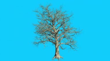 Güney Manolya ağacı Swaying, Rüzgar Hayır bırakır dalları vardır sallanan kış sonbahar bilgisayar oluşturulan animasyon yapılmış Studio içinde olduğunu