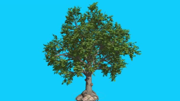 Broadleaf Tree is Swaying at The Wind Green Tree Leaves Are Fluttering Crown in Summer Computer Generated Animation Made in Studio — Stock Video