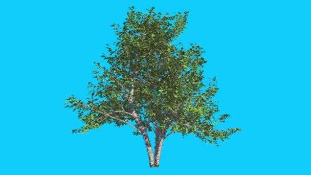 Fluss Birke kleiner Baum schwankt im Wind grüne Baumblätter flattern Krone im Sommer computergenerierte Animation aus dem Studio — Stockvideo