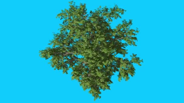 Broadleaf Tree Top Down Crown колеблется на ветру зеленые листья дерева трепещут в летнем компьютерной анимации, созданной в студии — стоковое видео