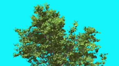 Kırmızı akçaağaç Top taç ağaç Swaying Rüzgar yeşil ağaç yaprakları vardır çırpınan Crown yaz bilgisayar oluşturulan animasyon yapılmış Studio içinde olduğunu