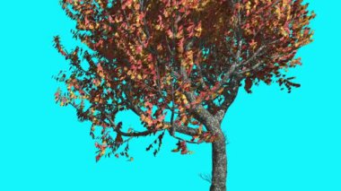 Kırmızı meşe ince ağacıdır Swaying Rüzgar kırmızı ve sarı ağaç yaprakları vardır çırpınan taç sonbahar sonbahar bilgisayar oluşturulan animasyon yapılmış Studio