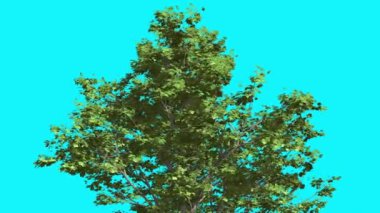 Kırmızı akçaağaç Top taç ağaç Swaying Rüzgar yeşil ağaç yaprakları vardır çırpınan Crown yaz bilgisayar oluşturulan animasyon yapılmış Studio içinde olduğunu